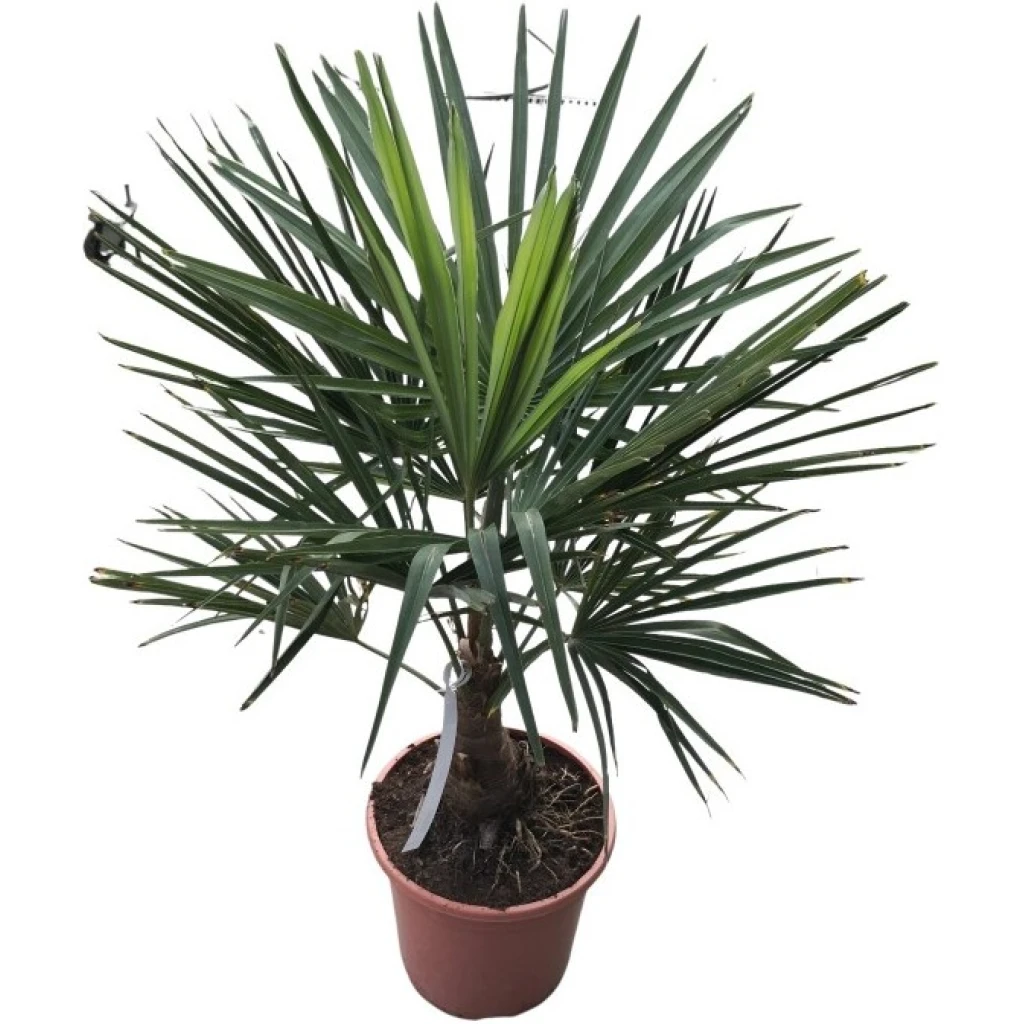 Chinesische Hanfpalme | 27 cm Topf, winterhart