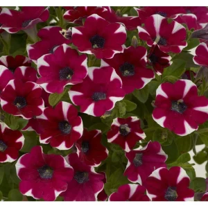 Hängepetunie ‚Cascadias Bicolor Cabernet‘ | 10.5 cm Topf