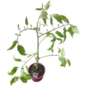 Italienische Tomate ‚Giano F1‘ | 10.5 cm Topf, Typ San-Marzano