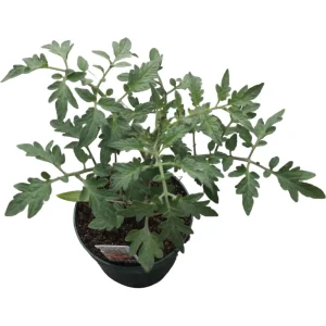 Ochsenherz-Tomate ‚Gourmandia F1‘ | 10.5 cm Topf