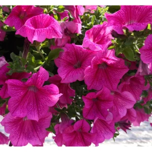Hängepetunie ‚Surfinia Hot Pink‘ | 10.5 cm Topf