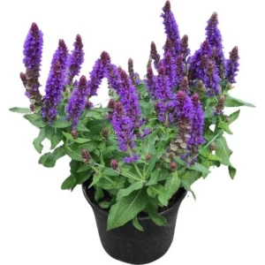 Steppensalbei – Ziersalbei ‚Dark Blue‘ | 17 cm Topf