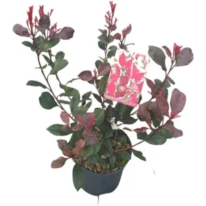 Glanzmispel ‚Little Red Robin‘ | Co 3L 30/40
