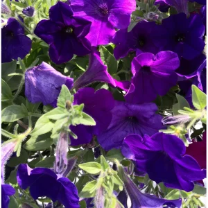 Hängepetunie ‚Surfinia Violet (Blue)‘ | 10.5 cm Topf