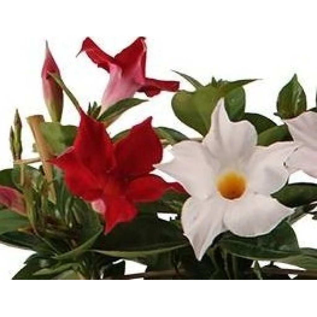 Mandeville, Dipladenie ‚Sundaville Classic White & Red‘ | 10.5 cm Topf – Bild 2