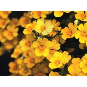 Sommerveilchen, Elfenspiegel, Sonnenfee ‚Sunsatia+ Curuba‘ | 10.5 cm Topf