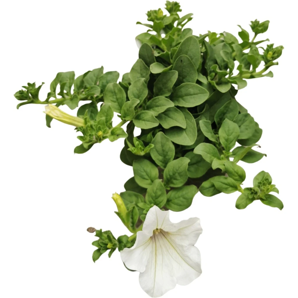 Hängepetunie ‚Surfinia White‘ | 10.5 cm Topf – Bild 3