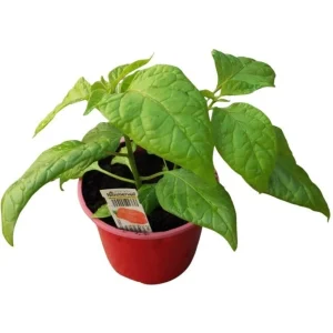Chili ‚Carolina Reaper‘ | 10.5 cm Topf