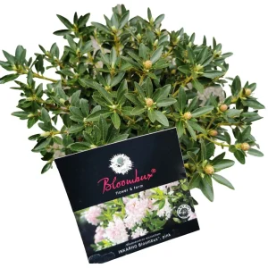 Bloombux-Rhododendron ‚Bloombux‘ | Co 2L  20/30