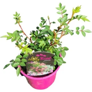 Topfrose ‚Lilly Rose „Wonder6″‚ | 12 cm Topf