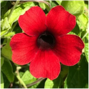 Schwarzäugige Susanne, Susi Sonne ‚Cherry‘ | 14 cm Topf