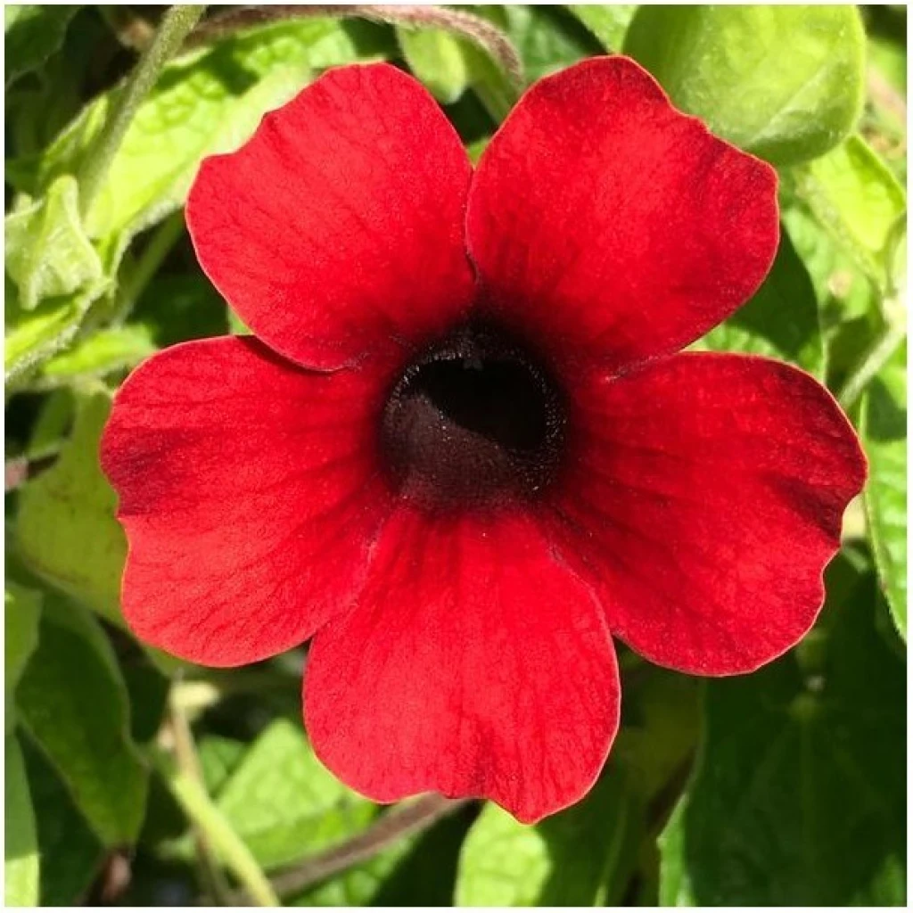 Schwarzäugige Susanne, Susi Sonne ‚Cherry‘ | 14 cm Topf – Bild 2