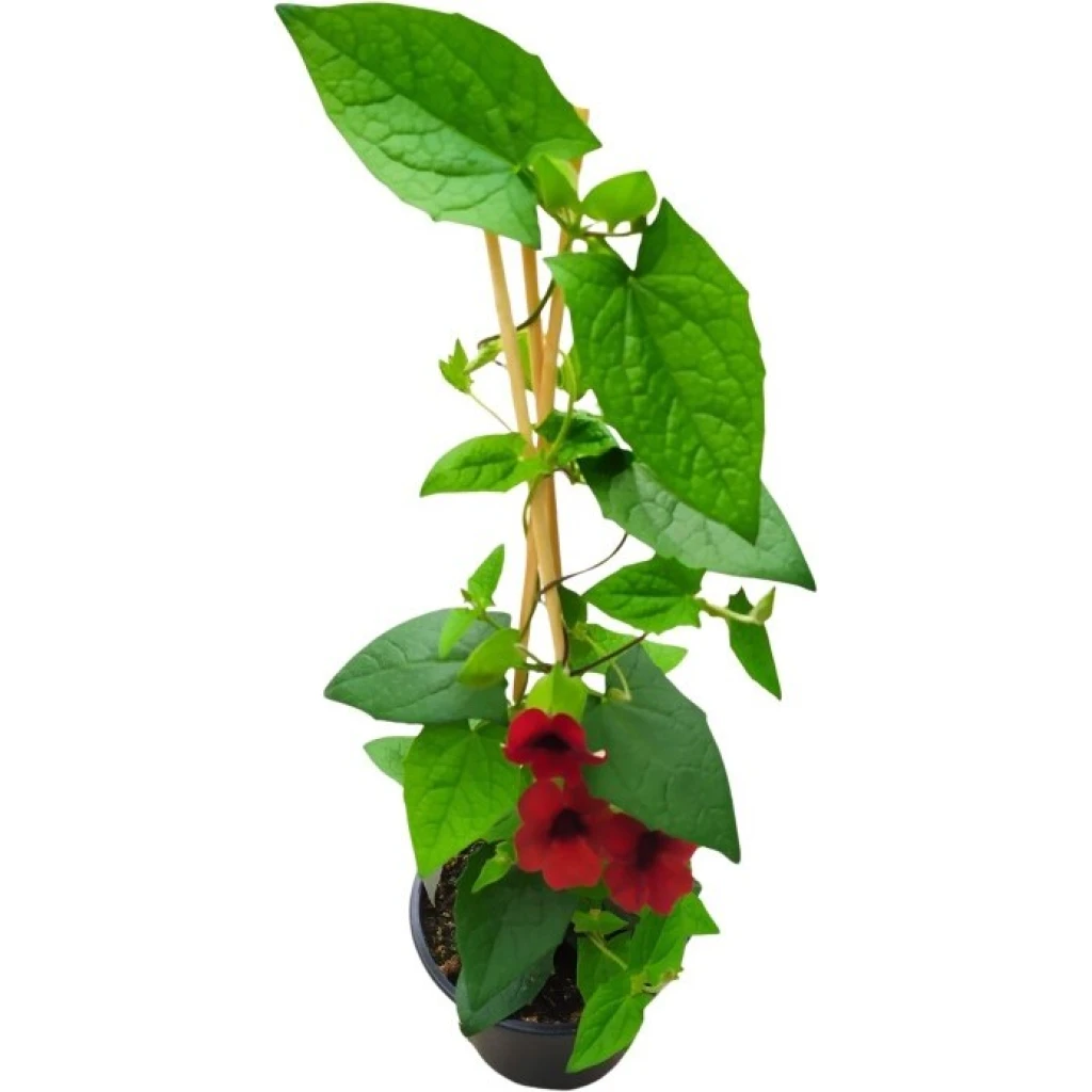 Schwarzäugige Susanne, Susi Sonne ‚Cherry‘ | 14 cm Topf – Bild 3