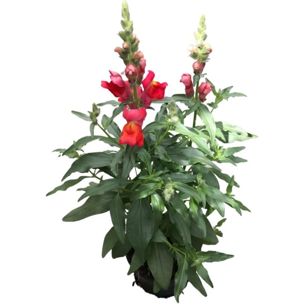Löwenmaul ‚Candy Tops Mix‘ | 10.5 cm Topf – Bild 3