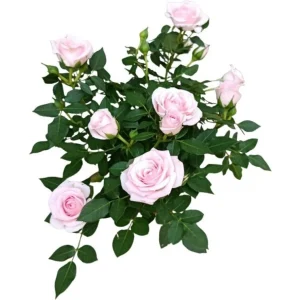 Topfrose ‚Jewel Beau Monde Light Pink‘ | 10.5 cm Topf, hellrosa
