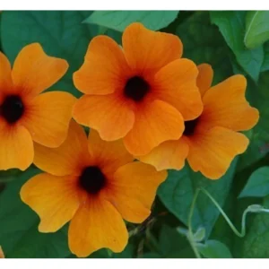 Schwarzäugige Susanne, Susi Sonne ‚Red Orange‘ | 14 cm Topf