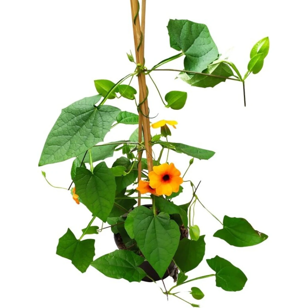 Schwarzäugige Susanne, Susi Sonne ‚Red Orange‘ | 14 cm Topf – Bild 3