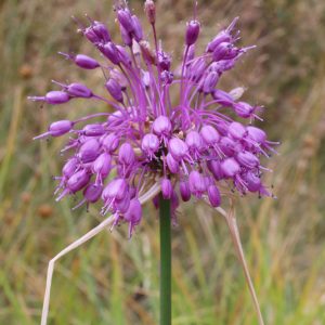 Allium carinatum – Kiel-Lauch (im Topf), Kiellauch