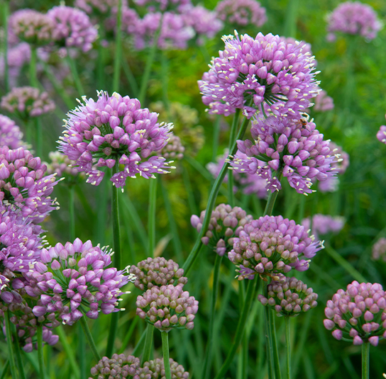 Zwiebel – 5 Stk. Allium lusitanicum syn. A. senescens, A. montanum – Berglauch