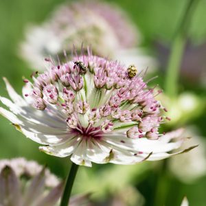 Gewöhnliche Große Sterndolde (Astrantia major) Saatgut