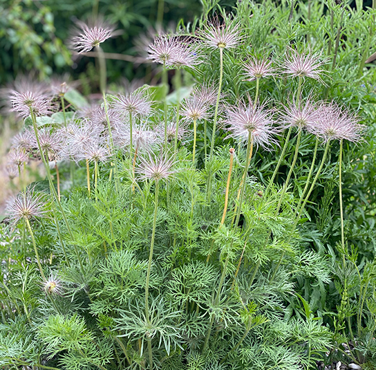 Kuhschelle (Pulsatilla vulgaris) Saatgut – Bild 8