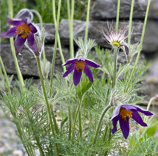 Kuhschelle (Pulsatilla vulgaris) Saatgut – Bild 9