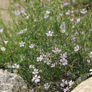 Petrorhagia saxifraga – Felsennelke