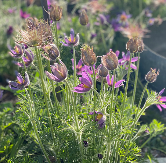 Kuhschelle (Pulsatilla vulgaris) Saatgut – Bild 4