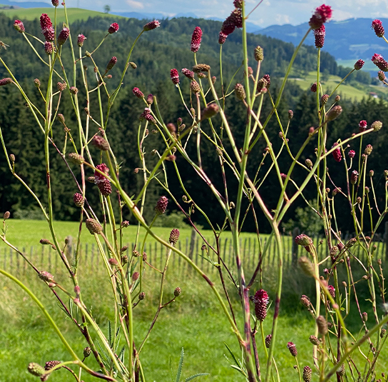 Großer Wiesenknopf (Sanguisorba officinalis) Saatgut – Bild 2