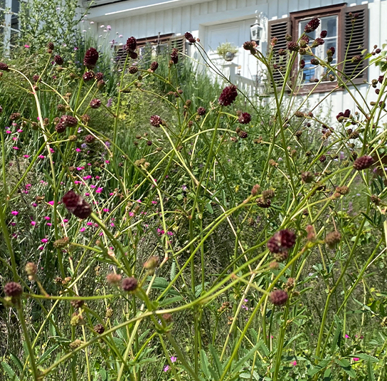 Großer Wiesenknopf (Sanguisorba officinalis) Saatgut – Bild 5