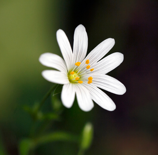 Stellaria holostea – Große Sternmiere – Bild 5